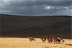 Herd of the running horses in the field on hill backdrop