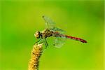 macro of dragonfly sitting on the herbal plant