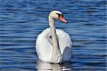 White mute swan is swimming on the Lake