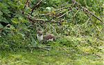 Adult weasel in countryside