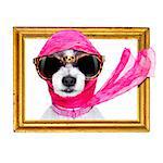chic fashionable diva luxury  cool dog with funny sunglasses, scarf and necklace, inside banner , blackboard or frame