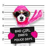 diva lady girl  dog posing for a lovely mugshot, as a criminal and thief with broken sunglasses and scarf