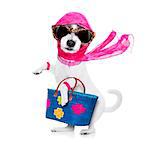 crazy and silly terrier dog diva lady with shopping bag, isolated on white background