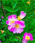 dog-rose. Rosehip. dog rose flower. A branch of a flowering wild rose. Rose flower. wild rose flower. Medicinal plant.