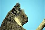 close up of Australian Koala (Phascolarctos cinereus) sitting in a gum tree with blue sky background. Australia’s iconic marsupial mammal.