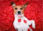 Jack russell  dog sticking out tongue ,while lying on bed full of rose petals as background  , in love on valentines day,