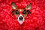 Jack russell  dog looking and staring at you   ,while lying on bed full of rose petals as background  , in love on valentines day, sticking out tongue wearing funny glasses