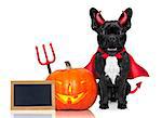 halloween devil french bulldog  dog beside a pumpkin, scared and frightened, with blank empty blackboard or placard, isolated on white background