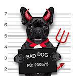 halloween devil pug dog crying in a mugshot, caught on with photo  camera, in police station jail