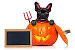 halloween devil french bulldog dog inside pumpkin, scared and frightened, with blank empty blackboard or placard, isolated on white background