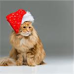 Big ginger maine coon cat in christmas santa cap over grey background. Copy space. Square composition.