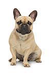 Portrait of beautiful young French buldog girl dog. Isolated over white background. Studio shot. Copy space.