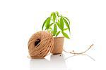 Hemp plant in pot and hemp string isolated on white background. Natural hemp textiles, string and fabric.