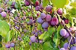 Branches of plum tree with lots of ripe fruits at sunny day