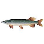 Pike, isolated raster illustration on white background