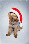 Adorable yorkshire terrier dog in red christmas santa hat sitting over snow background. Copy space.