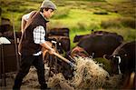 Teenage boy giving hay to a herd of cattle with a pitchfork while standing on the back of a truck.