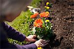 Hands of a senior woman gardening.