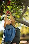 Young girl picking a red apple from a tree.