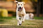 Happy golden labrador playing in a park.