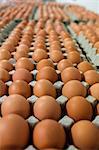 Eggs arranged in egg carton in egg factory