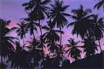 Silhouettes of palm trees, Mahe Island, Seychelles, Indian Ocean, Africa
