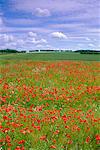 Poppies in the Valley of the Somme near Mons, Nord-Picardie (Picardy), France, Europe