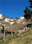 Wild daffodils and Cabana Sorda corrie, Obac d'Incles, Soldeu, Andorra, Europe