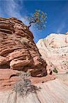 Ponderosa pine tree, Zion National Park in autumn, Utah, United States of America, North America