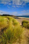 Dunes and grasses, Mellon Udrigle, Wester Ross, Highlands Region, Scotland, United Kingdom, Europe