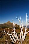 Mount Pelion East 1433m, from Mount Ossa 1617m, Tasmania's highest mountain on the overland track in Cradle Mountain Lake St. Clair National Park, part of Tasmanian Wilderness, UNESCO World Heritage Site, Tasmania, Australia, Pacific