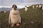 Gentoo penguin, Aitcho Island, South Shetland Islands, Antarctica, Polar Regions