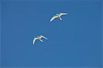 White tern, Bird Island, Tikehau, Tuamotu Archipelago, French Polynesia, Pacific Islands, Pacific