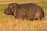 Hippopotamus, Busanga Plains, Kafue National Park, Zambi, Africa