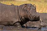 Hippopotamus (Hippopotamus amphibius), Busanga Plains, Kafue National Park, Zambia, Africa