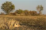 Lioness, Busanga Plains, Kafue National Park, Zambia, Africa