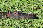 Hippopotamus (Hippopotamus amphibious), Masai Mara National Reserve, Kenya, East Africa, Africa