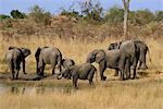 African elephant drinking at waterhole, Hwange National Park, Zimbabwe, Africa