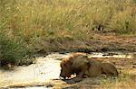 Male lion (Panthera leo) drinking, Mala Mala Game Reserve, Sabi Sand Park, South Africa, Africa