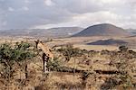 Giraffe, Kenya, East Africa, Africa