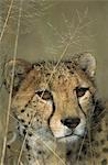 Cheetah, (Acinonyx jubatus), Okonjima Private Game Reserve, Windhoek, Namibia