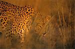 Leopard, Panthera pardus, Duesternbrook Private Game Reserve, Windhoek, Namibia, Africa