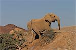 Desert-dwelling elephants, Loxodonta africana africana, Dry River, Hoanib, Kaokoland, Namibia, Africa