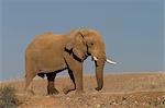 Desert-dwelling elephant, Loxodonta africana africana, Dry River, Hoanib, Kaokoland, Namibia, Africa
