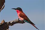 Carmine bee-eater, Merops nubicus, Chobe River, Chobe National Park, Botswana, Africa