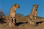 Cheetah, Acinonyx jubatus, Duesternbrook Private Game Reserve, Windhoek, Namibia, Africa