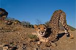 Cheetah, Acinonyx jubatus, Duesternbrook Private Game Reserve, Windhoek, Namibia, Africa