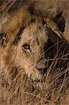 Lion, Panthera leo, Moremi Wildlife Reserve, Botswana, Africa