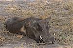 Warthog, Phacochoerus africanus, Savuti, Chobe National Park, Botswana, Africa