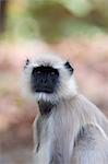 Common langur, Presbytis entellus, Bandhavgarh National Park, Madhya Pradesh, India, Asia